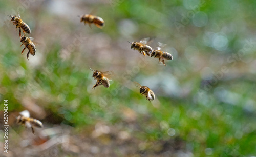 bees - bee breeding (Apis mellifera) close up © Vera Kuttelvaserova