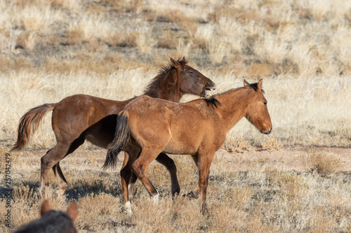 Pair of Wild Horses Sparring in the Utah Desert
