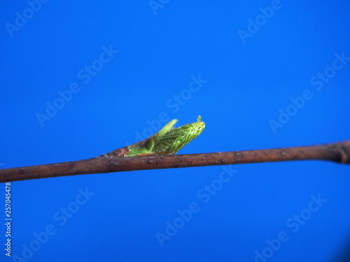 Blossoming birch leaves on a blue background. It's spring.