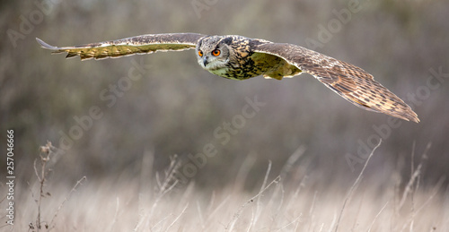 Eurasian Eagle Owl (Bubo bubo) in natural environment photo