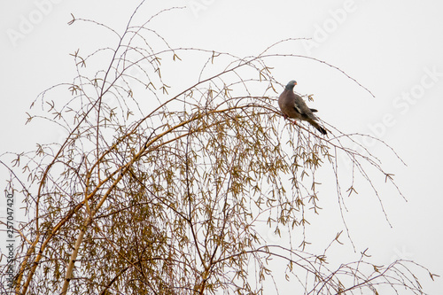 a dove sits on a tree