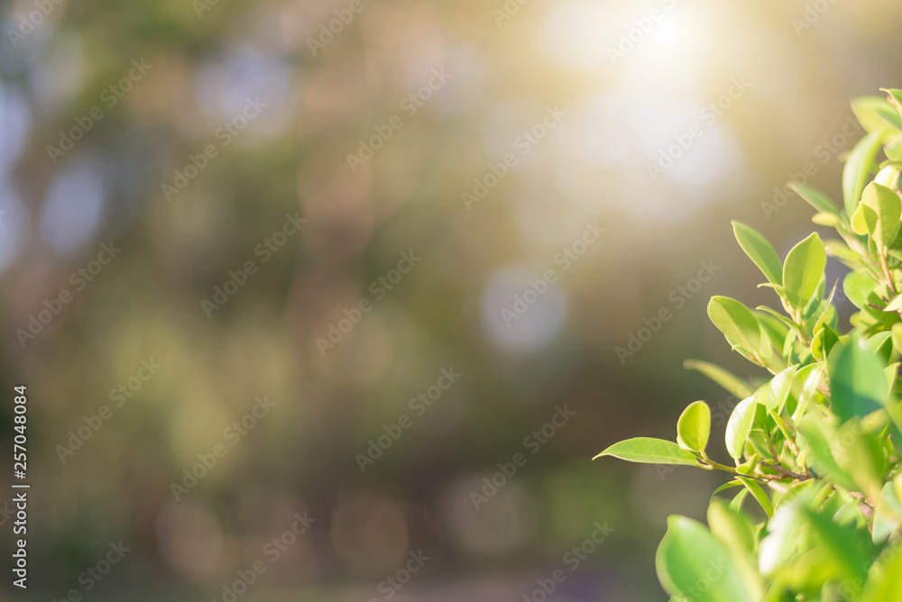 The green leaves with the most beautiful of the blurred background are presented in the morning. It very comfortable and peace when we see. In addition, the green leaves help us to relax and fresh. The green leaves with the most beautiful of the blurred background are presented in the morning. It very comfortable and peace when we see. In addition, the green leaves help us to relax and fresh.