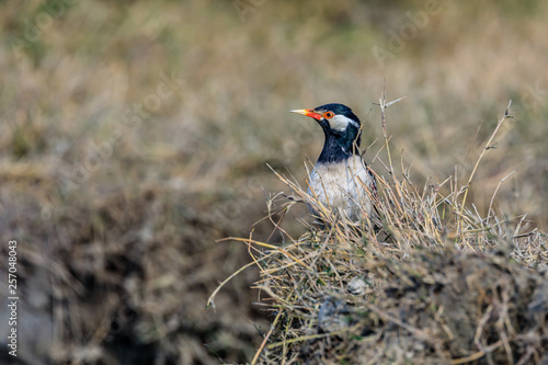 Asian Pied Starling photo