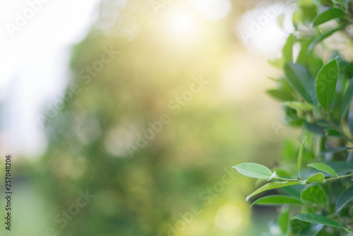 The green leaves with the most beautiful of the blurred background are presented in the morning. It very comfortable and peace when we see. In addition, the green leaves help us to relax and fresh.