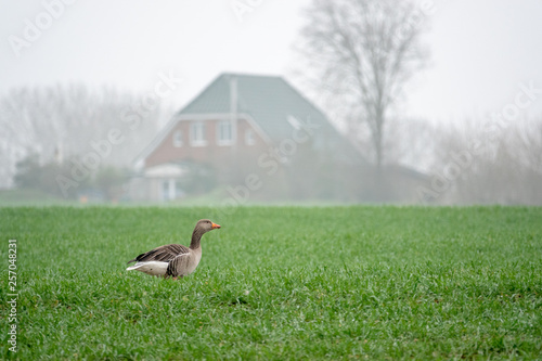 Grey geese resting on a green field photo