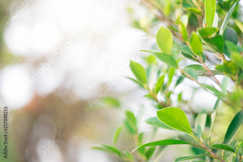 The green leaves with the most beautiful of the blurred background are presented in the morning. It very comfortable and peace when we see. In addition, the green leaves help us to relax and fresh.