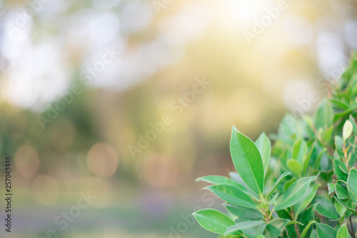 The green leaves with the most beautiful of the blurred background are presented in the morning. It very comfortable and peace when we see.  In addition  the green leaves help us to relax and fresh.