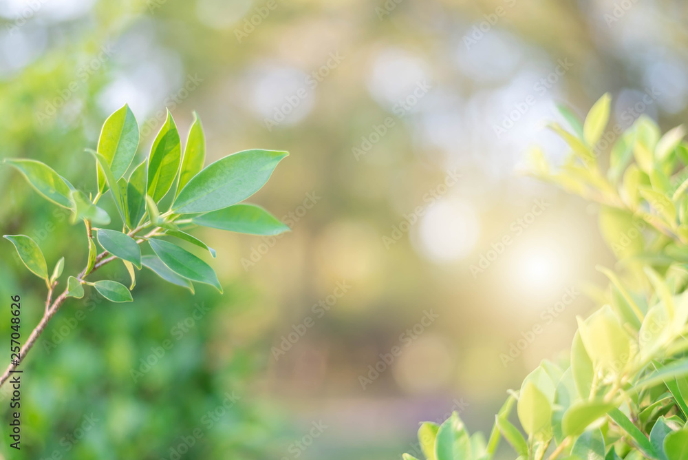 The green leaves with the most beautiful of the blurred background are presented in the morning. It very comfortable and peace when we see. In addition, the green leaves help us to relax and fresh. The green leaves with the most beautiful of the blurred background are presented in the morning. It very comfortable and peace when we see. In addition, the green leaves help us to relax and fresh.