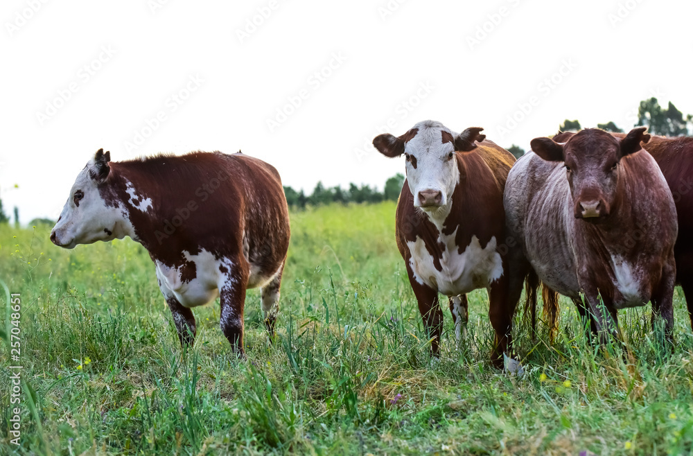 Cows in natural fields, Buenos Aires, Argentina Cows in natural fields, Buenos Aires, Argentina