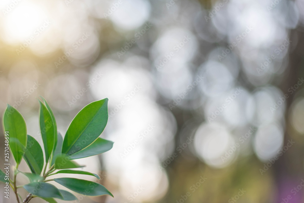 The green leaves with the most beautiful of the blurred background are presented in the morning. It very comfortable and peace when we see. In addition, the green leaves help us to relax and fresh. The green leaves with the most beautiful of the blurred background are presented in the morning. It very comfortable and peace when we see. In addition, the green leaves help us to relax and fresh.