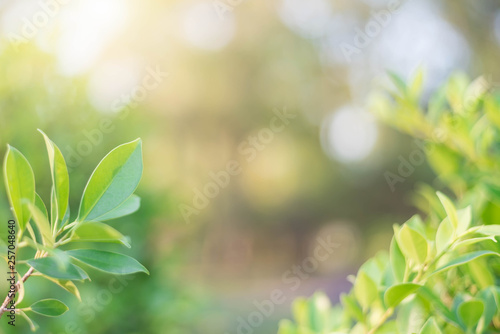 The green leaves with the most beautiful of the blurred background are presented in the morning. It very comfortable and peace when we see. In addition, the green leaves help us to relax and fresh.
