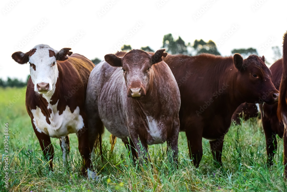 Cows in natural fields, Buenos Aires, Argentina Cows in natural fields, Buenos Aires, Argentina