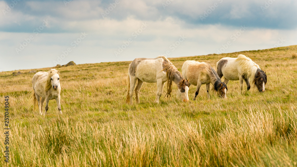 Wild horses on a grey and windy day near Foel Eryr, Clynderwen, Pembrokeshire, Dyfed, Wales, UK Wild horses on a grey and windy day near Foel Eryr, Clynderwen, Pembrokeshire, Dyfed, Wales, UK