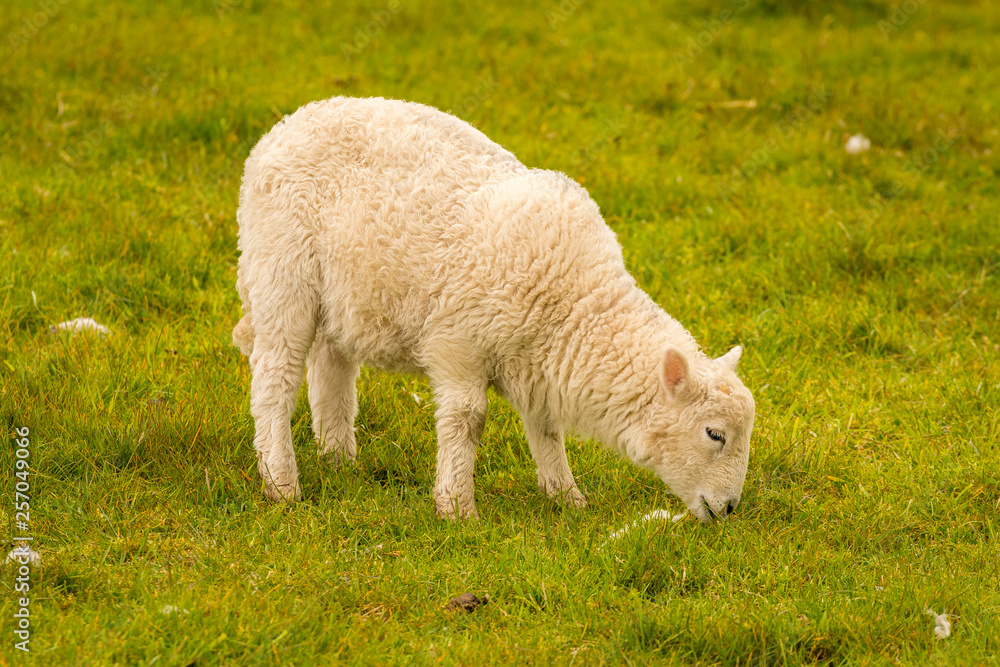 Obraz premium Lamb on a meadow near Foel Eryr, Clynderwen, Pembrokeshire, Dyfed, Wales, UK
