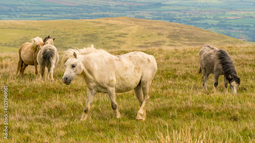 Wild horses on a grey and windy day near Foel Eryr, Clynderwen, Pembrokeshire, Dyfed, Wales, UK