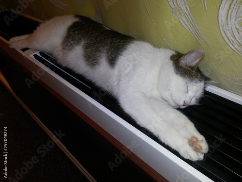 Cat white tabby lies and sleeps on heating, closeup