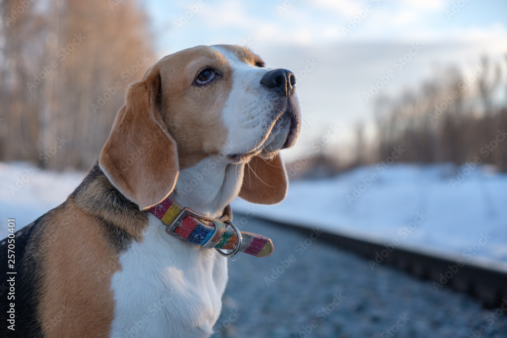 Beagle dog looks thoughtfully at the sky while walking