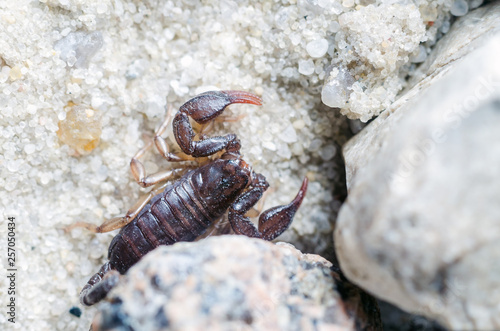 Scorpion creeps on the sand close up © andrei310