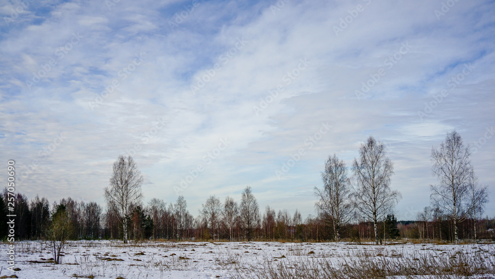 spring river and forest