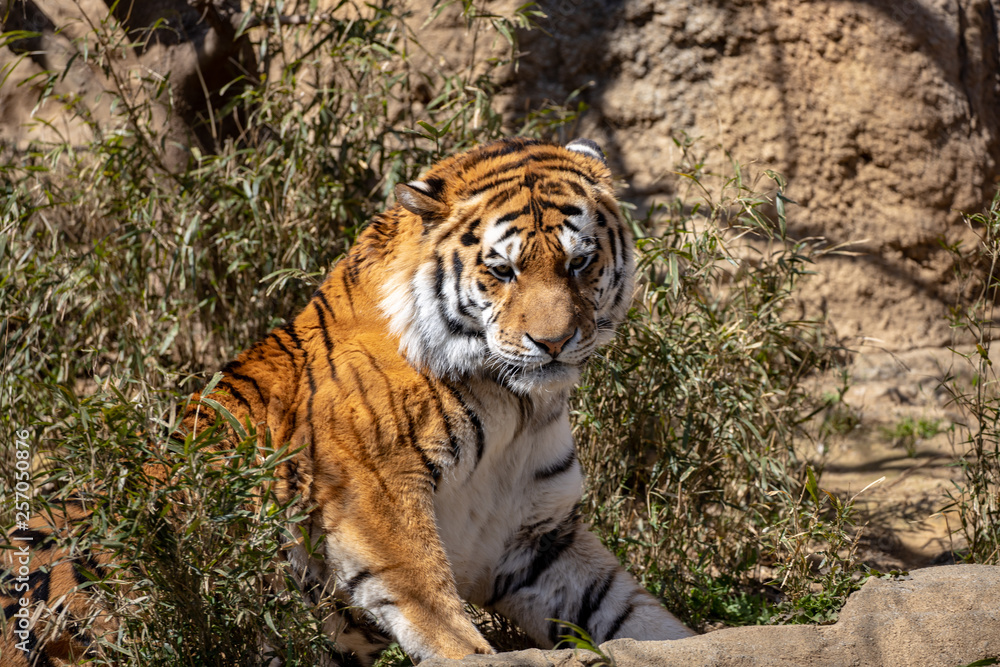 Obraz premium アムールトラ