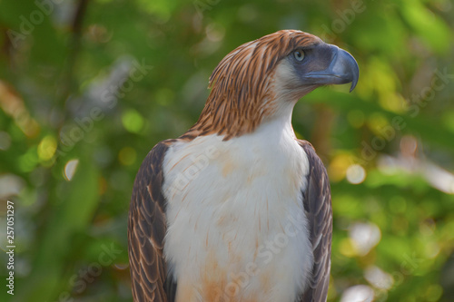 Philippine Eagle, Monkey eating eagle, Malagos, Davao City, Philippines photo