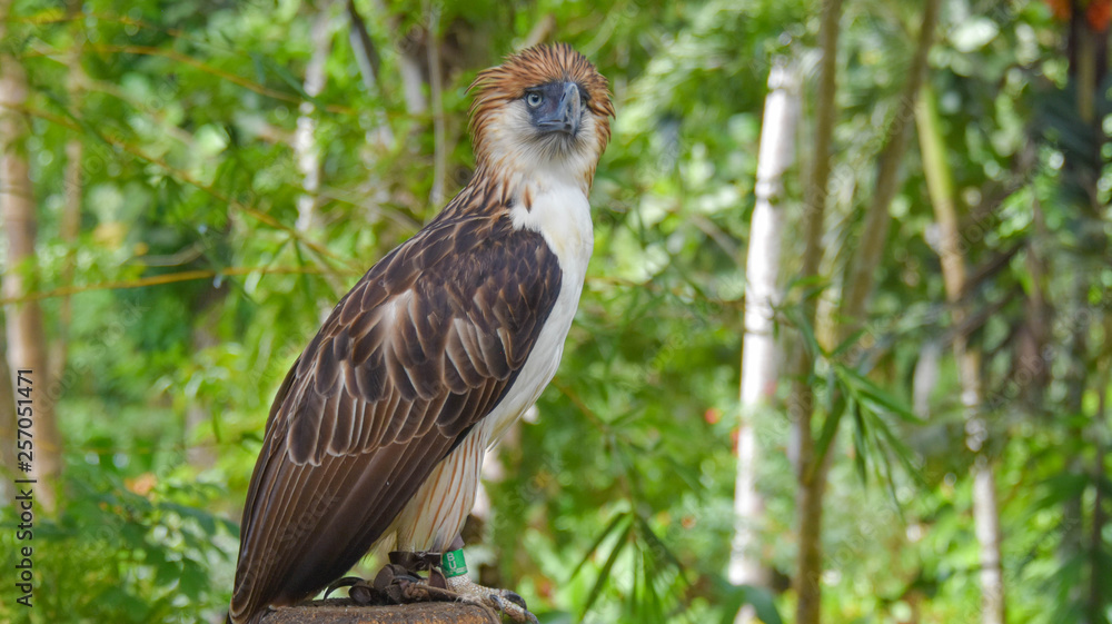 Philippine Eagle, Monkey eating eagle, Malagos, Davao City, Philippines ...