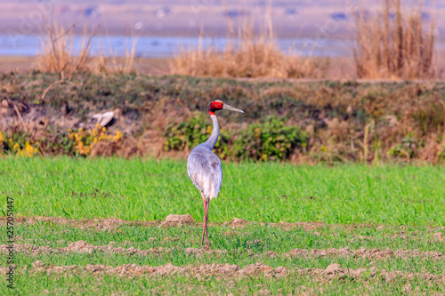 Sarus crane standing tall photo