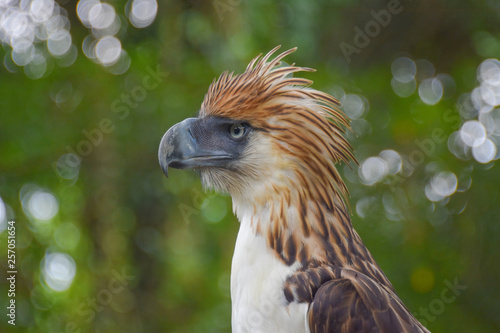 Philippine Eagle, Monkey eating eagle, Malagos, Davao City, Philippines photo