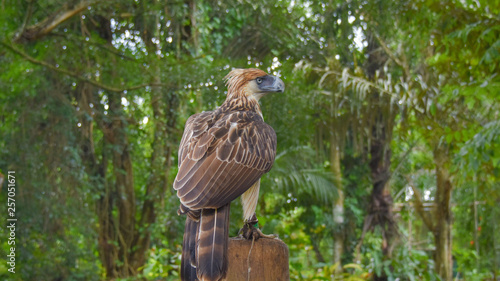 Philippine Eagle, Monkey eating eagle, Malagos, Davao City, Philippines