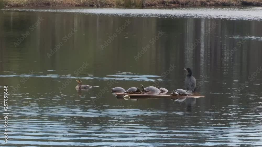 Cormorants and turtles on water raft