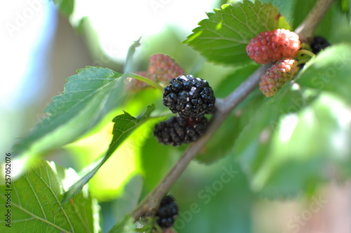 Red and black wild berries plant