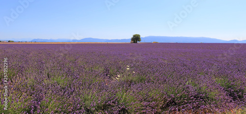 Culture du lavandin sur le plateau du Lubéron