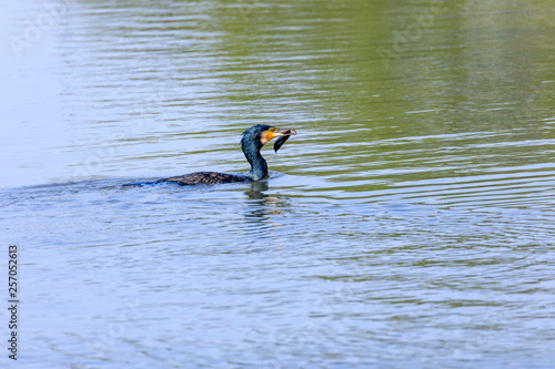 Greater Cormorant with fish in beak