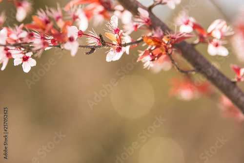 Cherry blossom at spring morning in park 