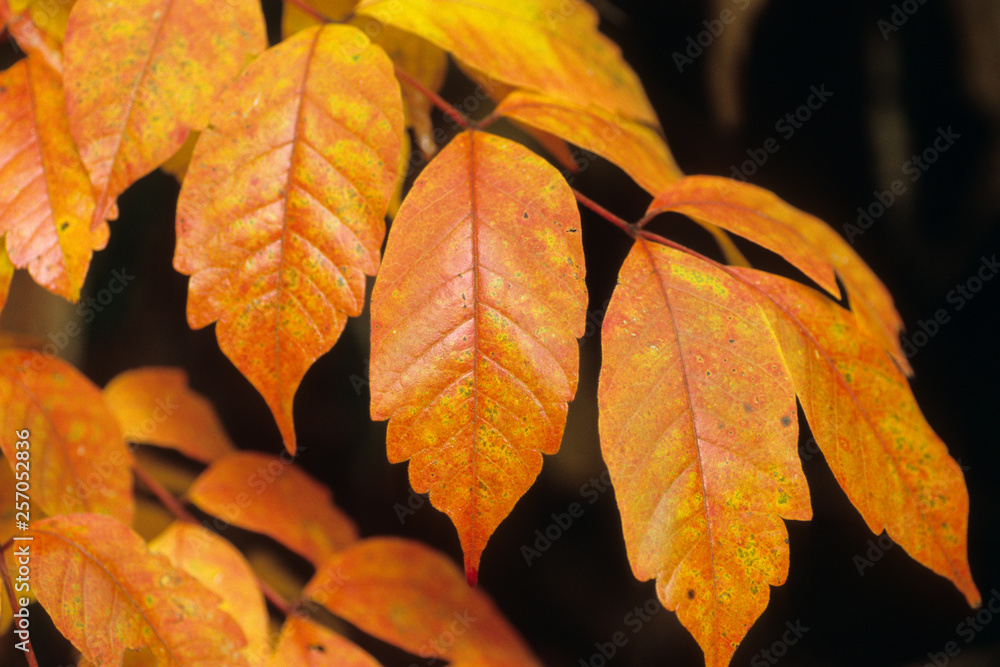 A Orange Autumn Leaves - 橙色の秋葉 A Orange Autumn Leaves - 橙色の秋葉