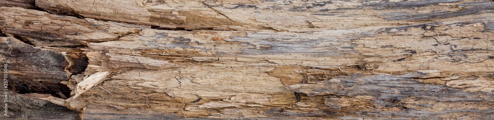 Tree trunk stripped of bark background or texture Tree trunk stripped of bark background or texture