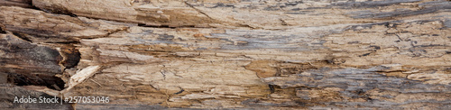 Tree trunk stripped of bark background or texture
