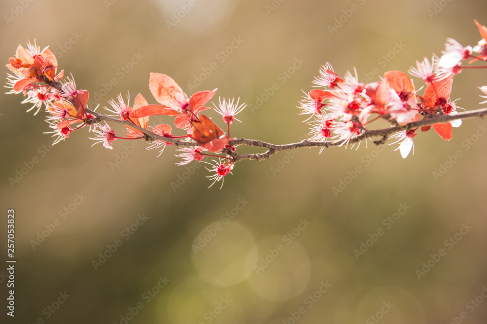 Cherry blossom at spring morning in park Cherry blossom at spring morning in park