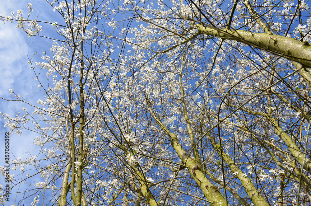 Springtime Bäume mit weißen Blüten unter blauen Himmel Springtime Bäume mit weißen Blüten unter blauen Himmel