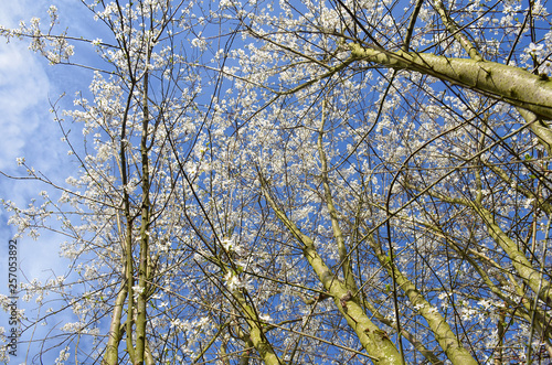 Springtime Bäume mit weißen Blüten unter blauen Himmel