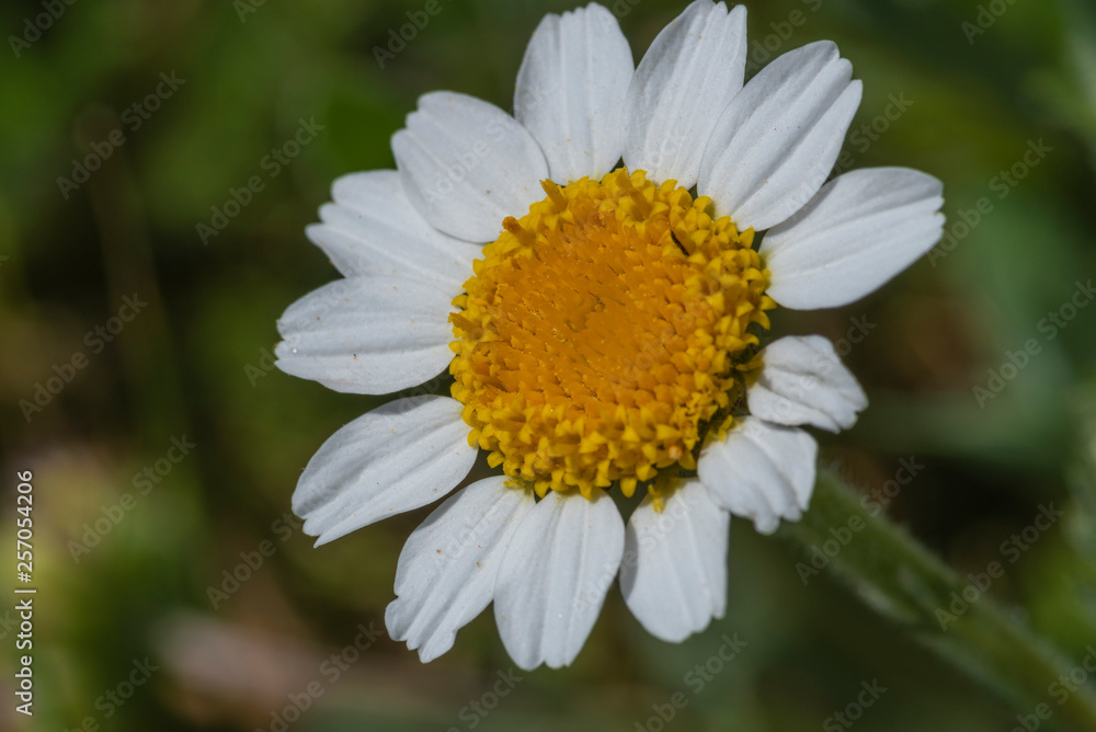 Flor de la margarita