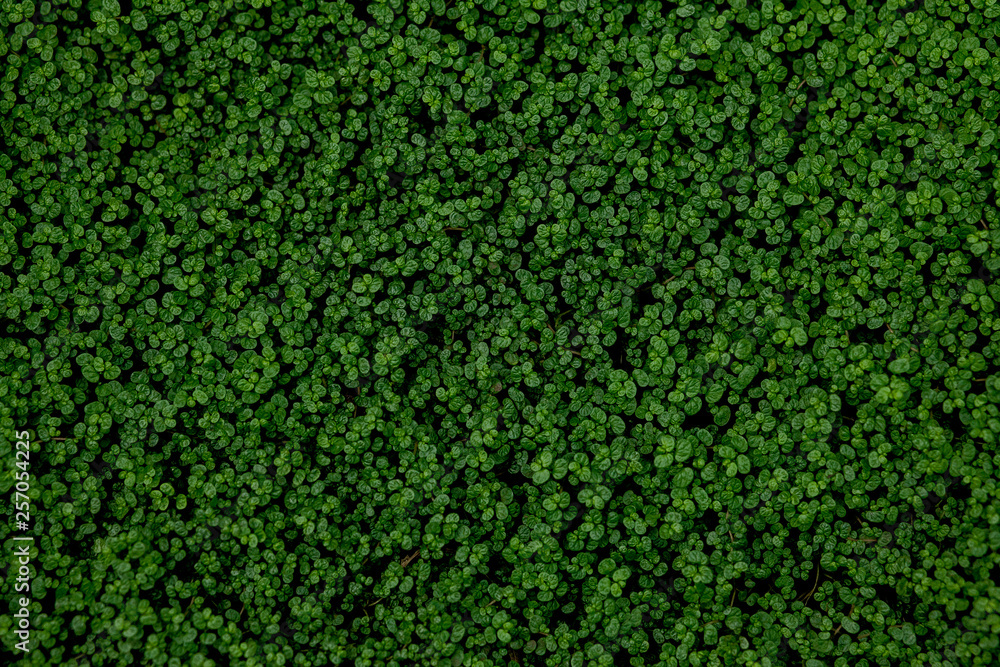 Full Frame Shot Of Ground Ivy, Textured background