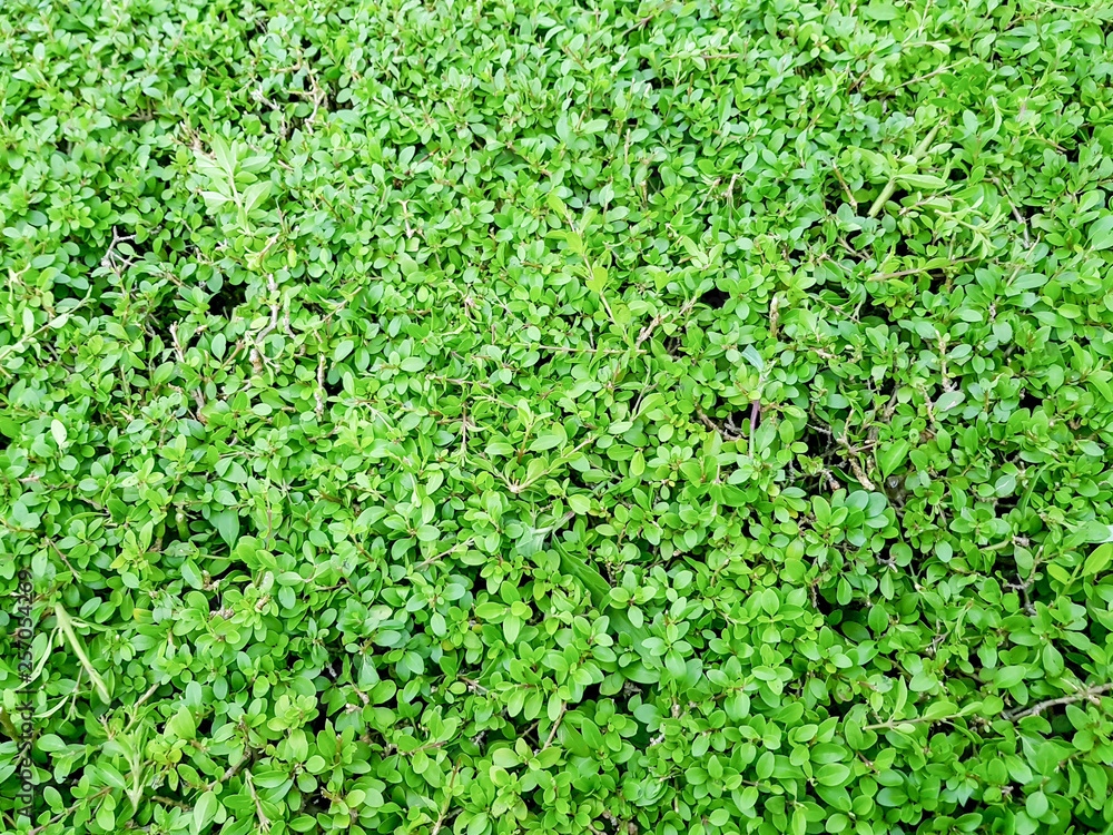 Green bushes, trimmed hedge, leaves background close-up view Green bushes, trimmed hedge, leaves background close-up view