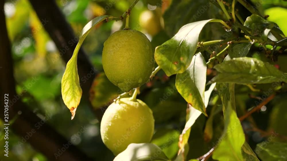 Yellow lemons on the tree in the garden Yellow lemons on the tree in the garden