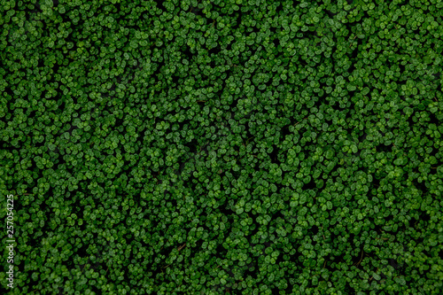 Full Frame Shot Of Ground Ivy, Textured background