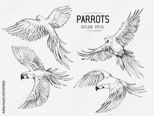 Parrot sketches. Hand drawn outlines converted to vector