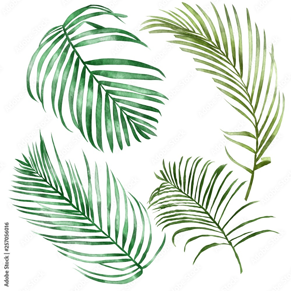 Hand drawn tropical palm leaves on watercolor paper isolated on white background. Realistic botanical set.