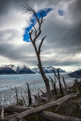 the dead tree and glacier