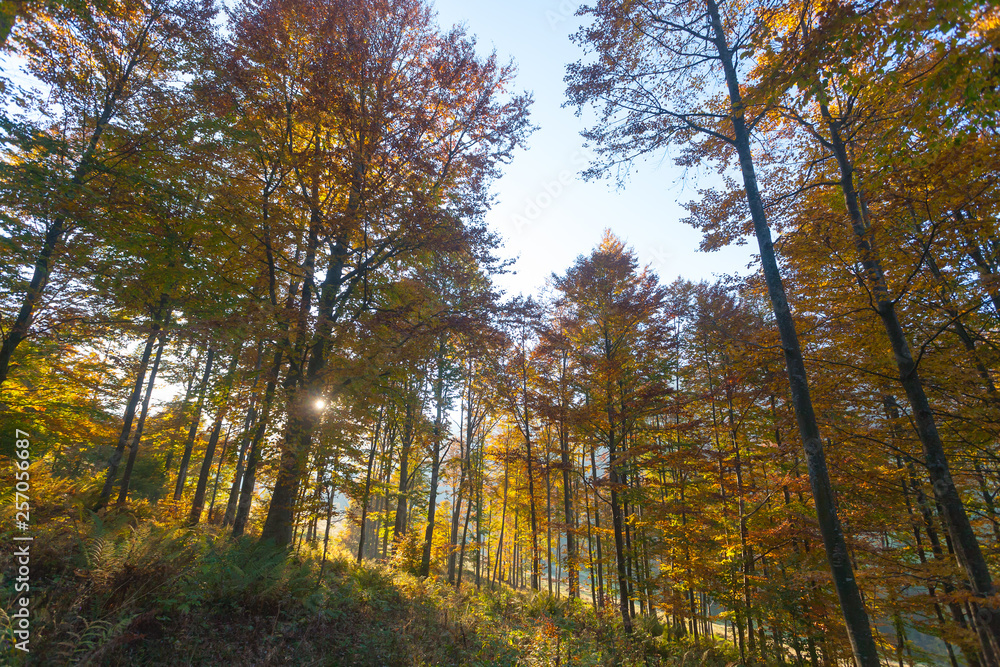 Trees in autumn season background. Autumn lansdscape