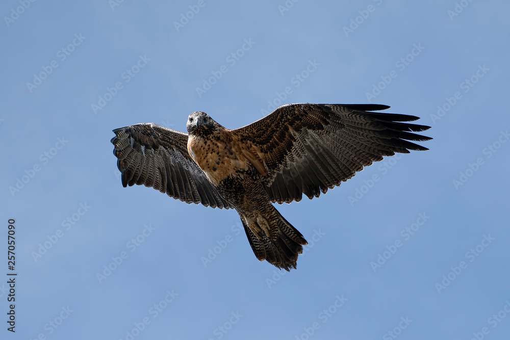 Raptor in chile 